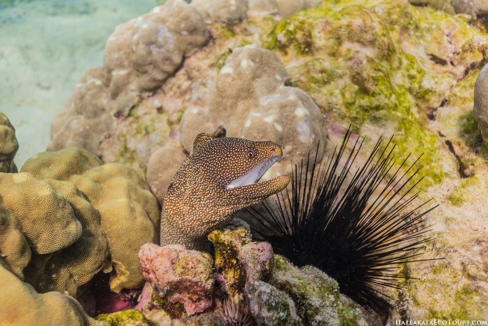 Eel poking out of coral reef