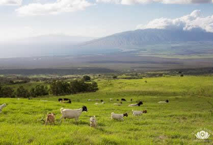 Kula West Maui Mountains view