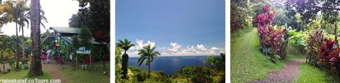 Maui Rainforest Tour | Visit Paia, Keʻanae, Garden of Eden