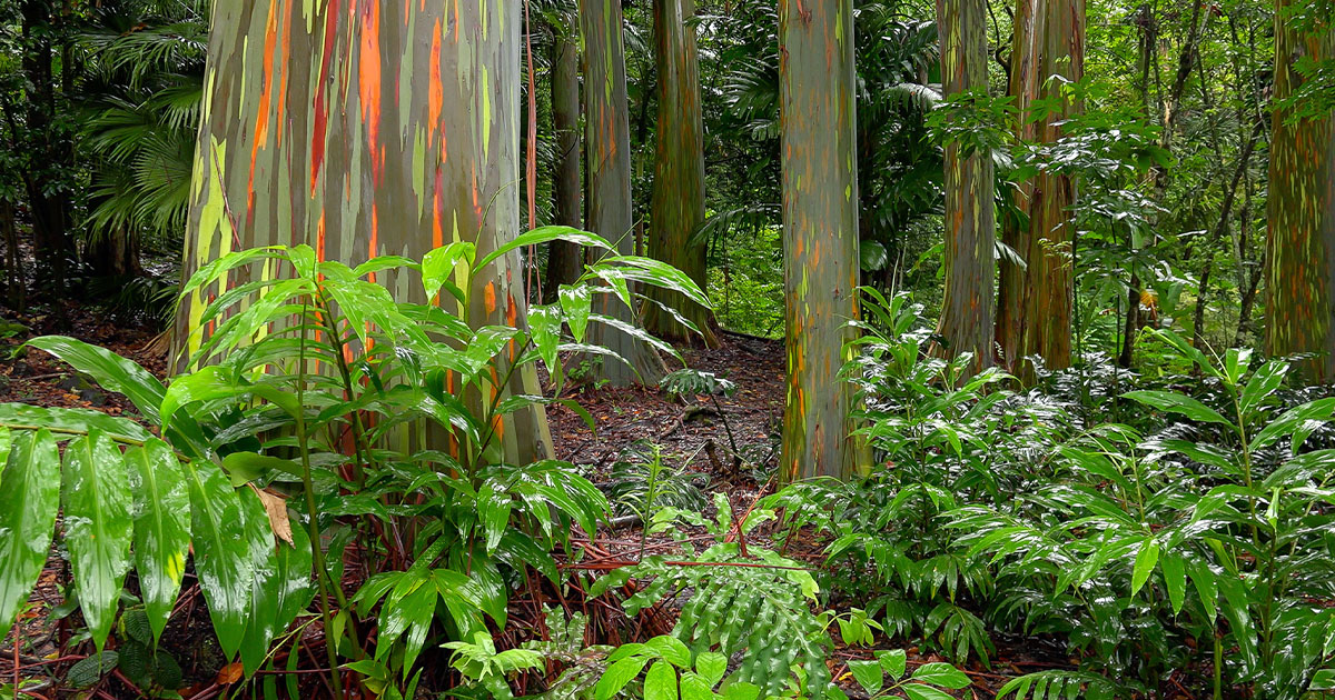 Haleakala EcoTours Rainforest Eucalyptus