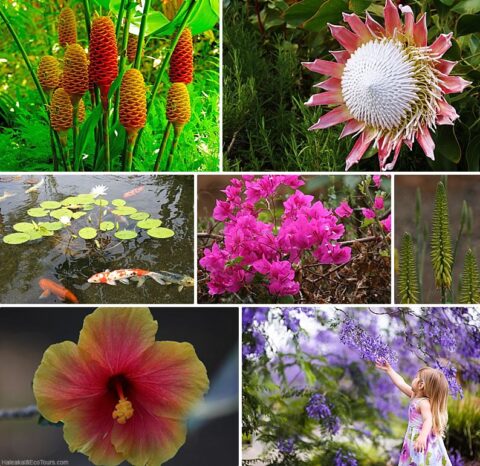 Our Favorite Upcountry Maui Spots To Visit - Haleakala Ecotours