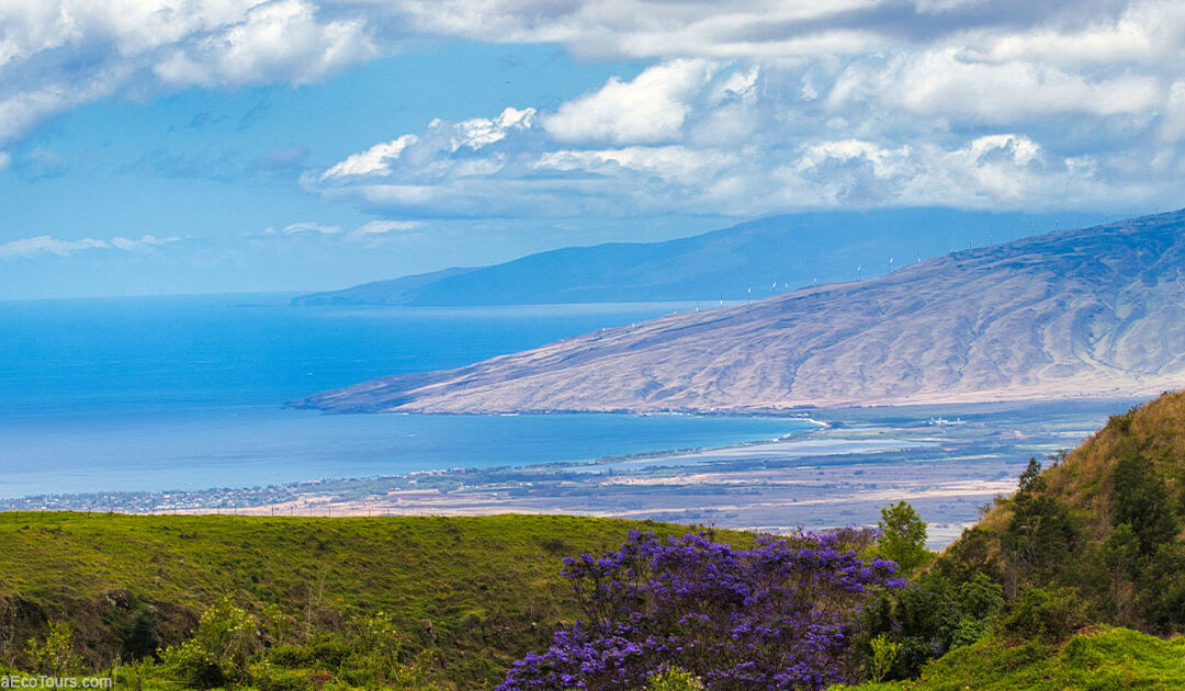 Favorite Spots to Visit While in Upcountry, Maui, Hawaii