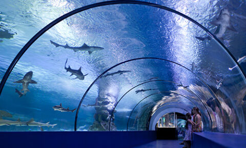 Haleakala Tours - Sunrise, Day, and Sunset tours to the Crater and Beyond