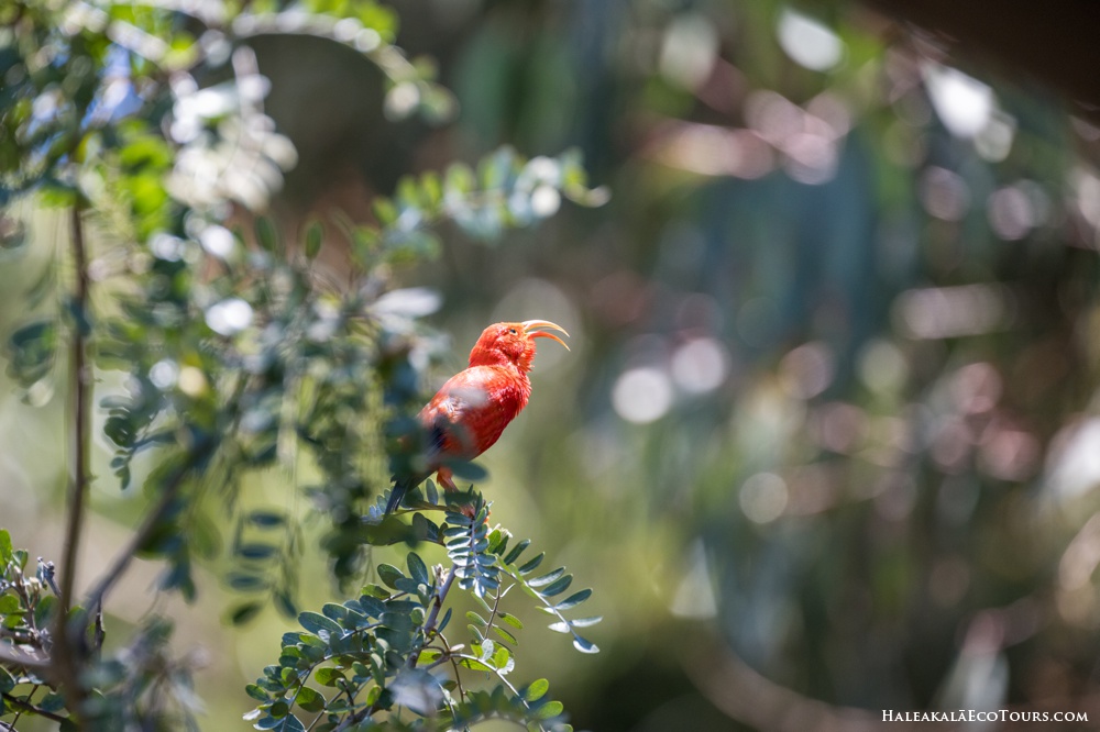 Haleakala Flora and Fauna